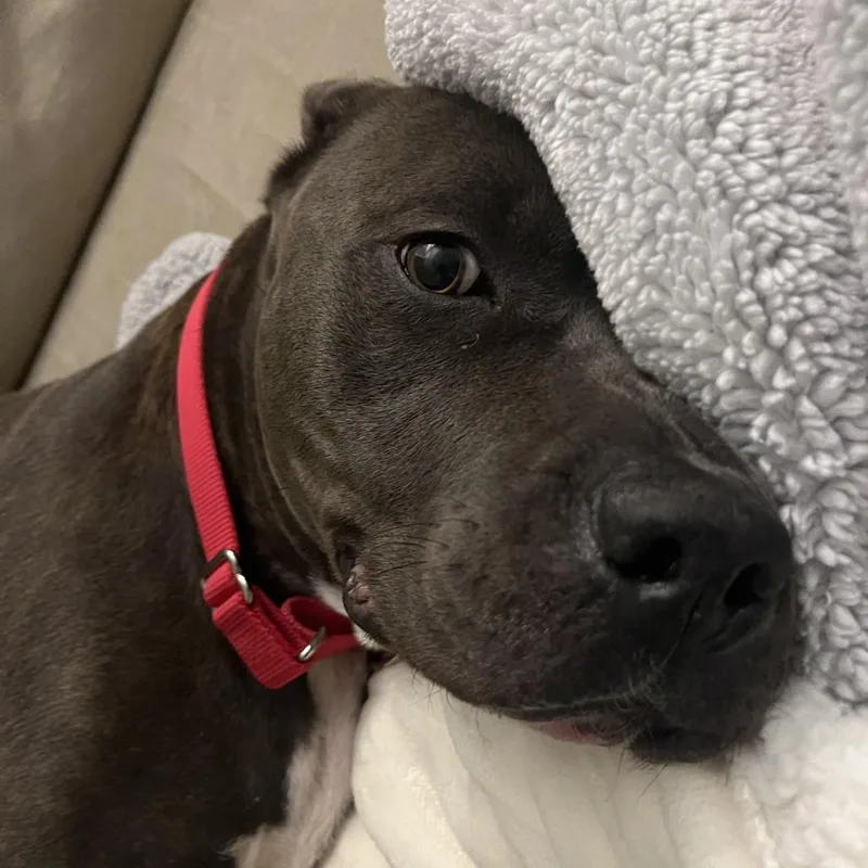 Hippolyta Freeman thumbnail 6