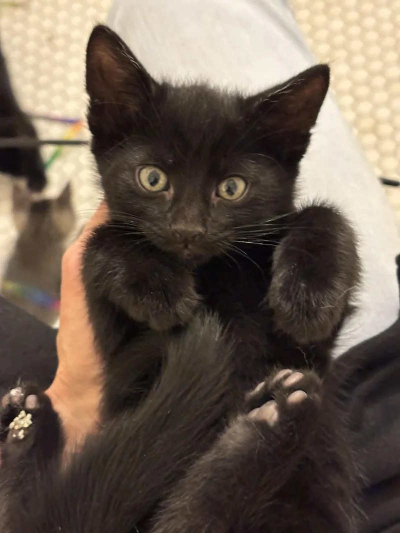 A baby medium-sized female Black Domestic Short Hair cat named Starling for adoption in Pittsburgh, PA