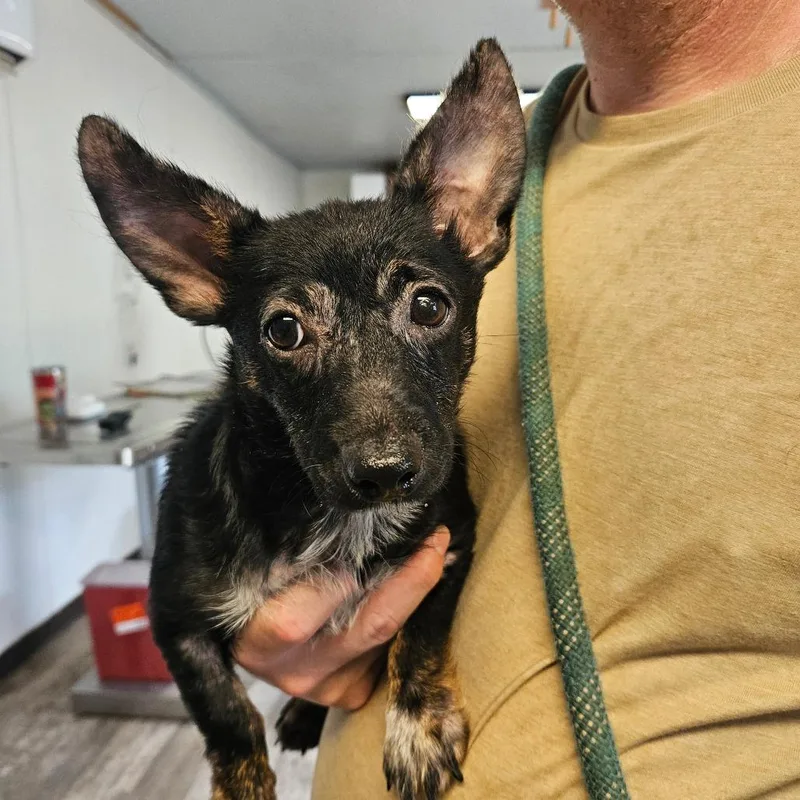 A young small-sized female Chihuahua dog named Bailey for adoption in Hattiesburg, MS