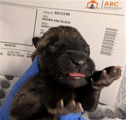 A baby small-sized female German Shepherd Dog dog named Gumdrop for adoption in Ontario, CA