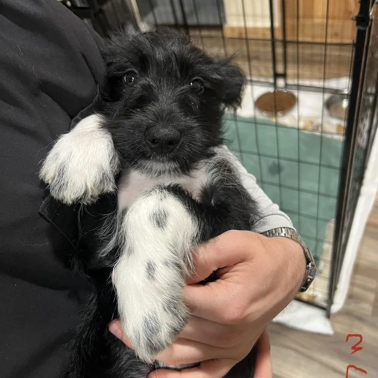 A baby medium-sized female Black Miniature Schnauzer dog named Cinnamon Schnapps for adoption in San Antonio, TX