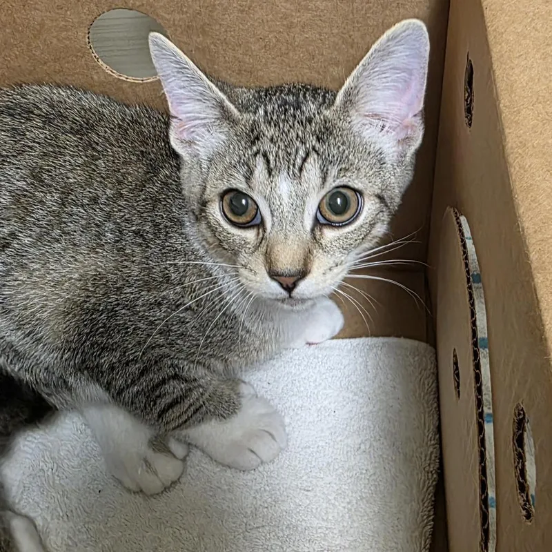 A baby small-sized male Brown / Chocolate Domestic Short Hair cat named Chocolate Chunk for adoption in Novelty, OH