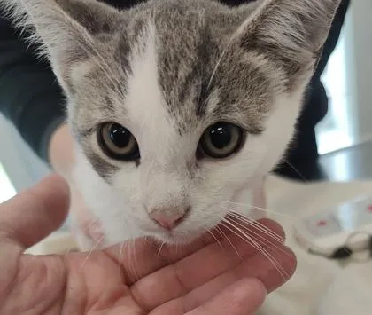 A young medium-sized male Domestic Short Hair cat named Ryan for adoption in Lafayette, IN
