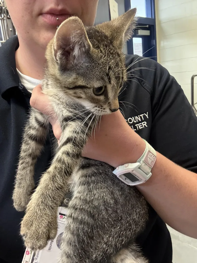 A baby medium-sized female Tabby (Brown / Chocolate) Domestic Short Hair cat named Princess Bubblegum for adoption in Ashland, VA
