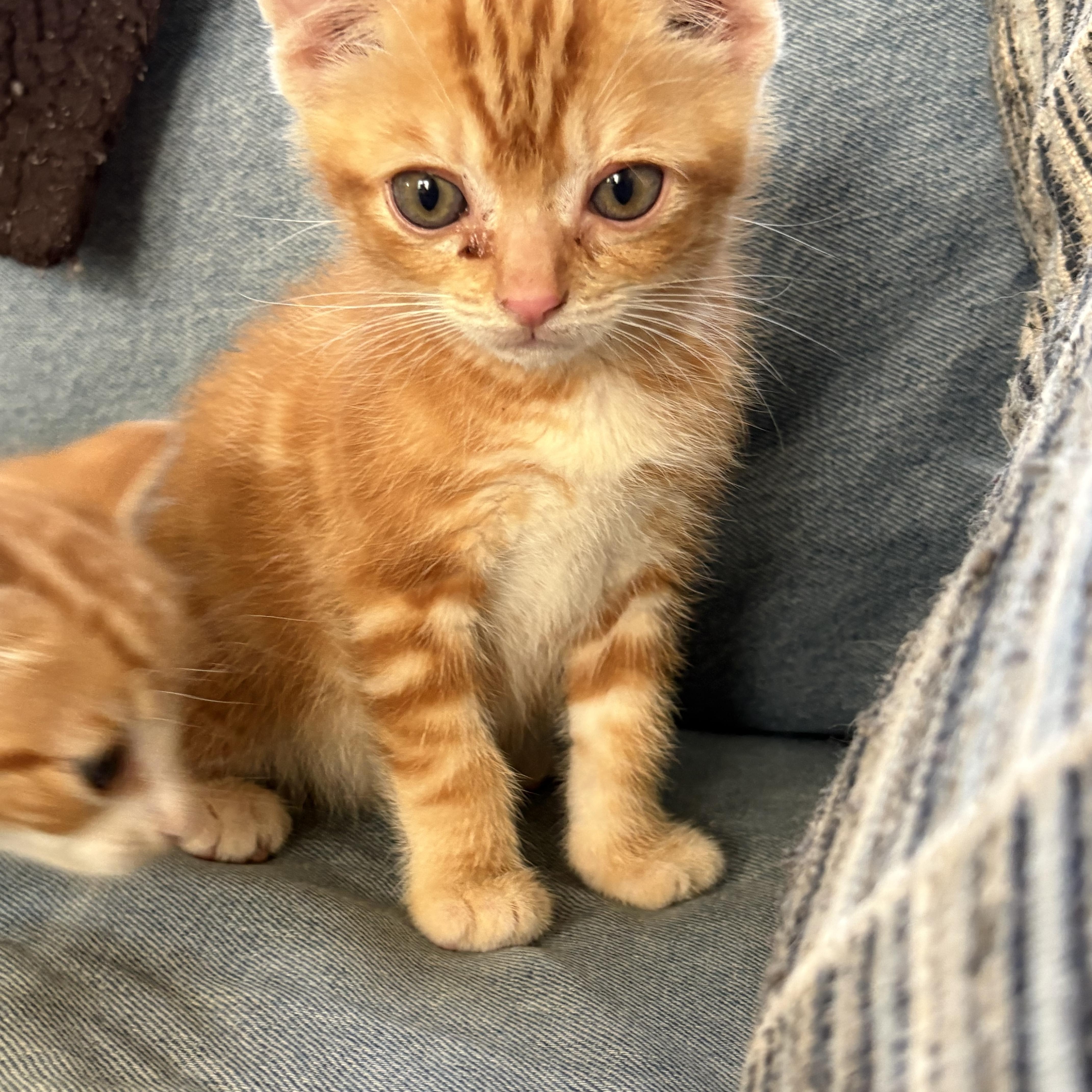 A baby small-sized male Tabby (Orange / Red) Domestic Short Hair cat named Mr. Bean And Butterbean for adoption in Hickory, NC