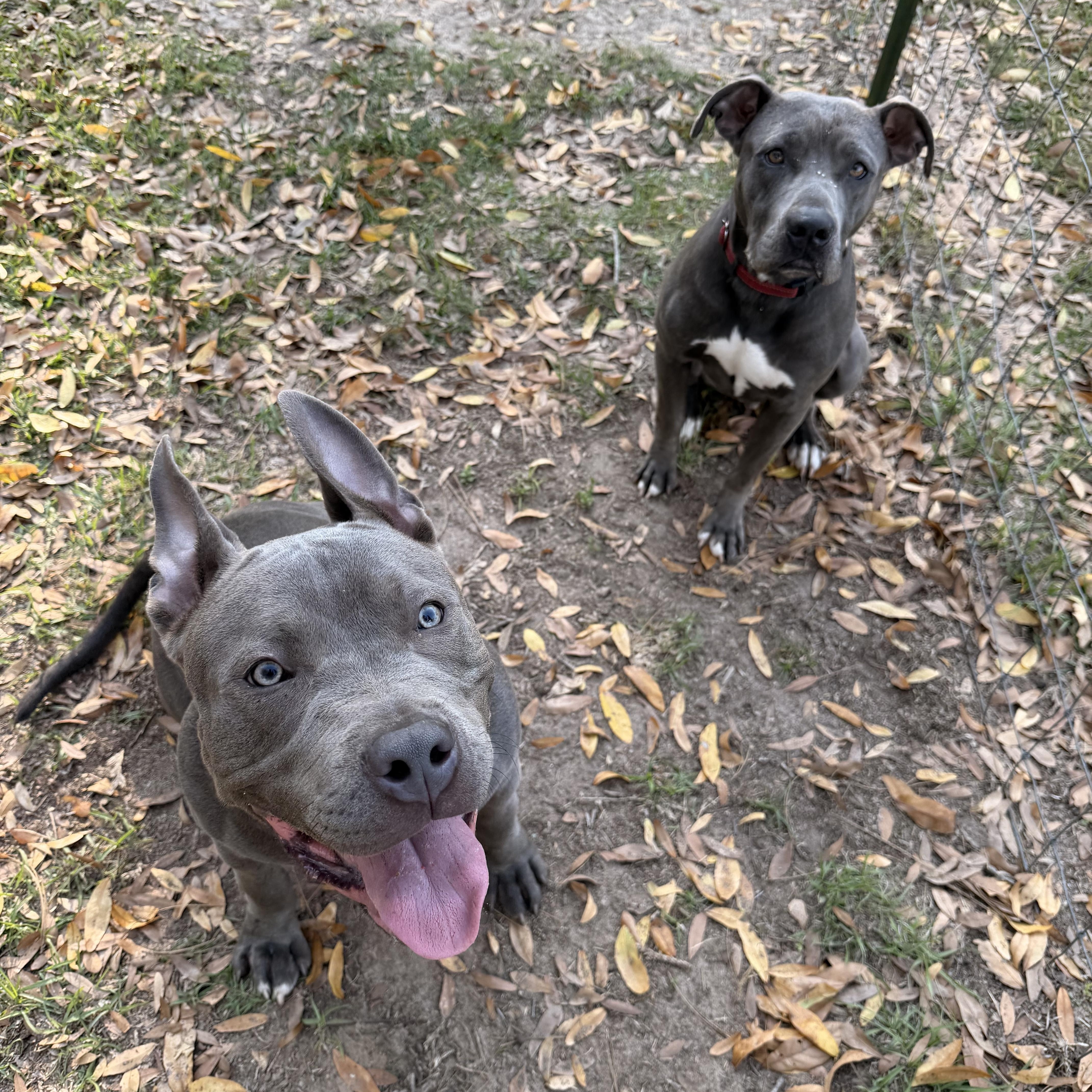 A baby large-sized male Gray / Blue / Silver American Bully dog named Twin for adoption in Semmes, AL