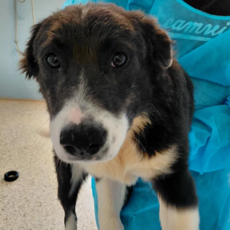 A young medium-sized male Apricot / Beige Mixed Breed dog named Fig for adoption in LOXAHATCHEE, FL