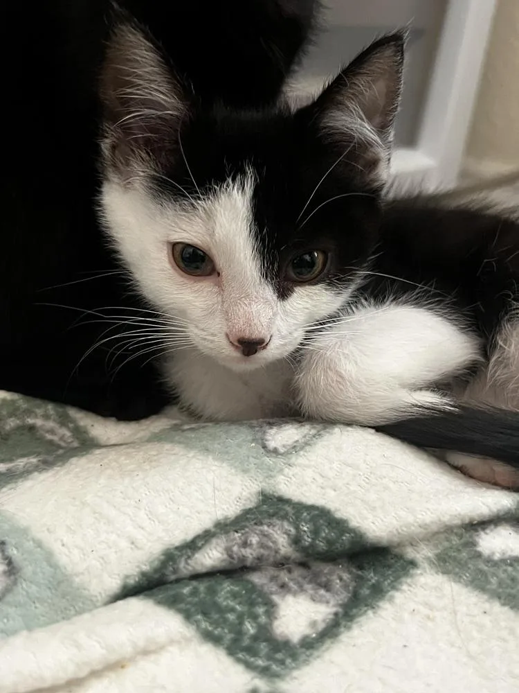 A baby small-sized male Domestic Short Hair cat named Ozzie McGee for adoption in Dallas, TX