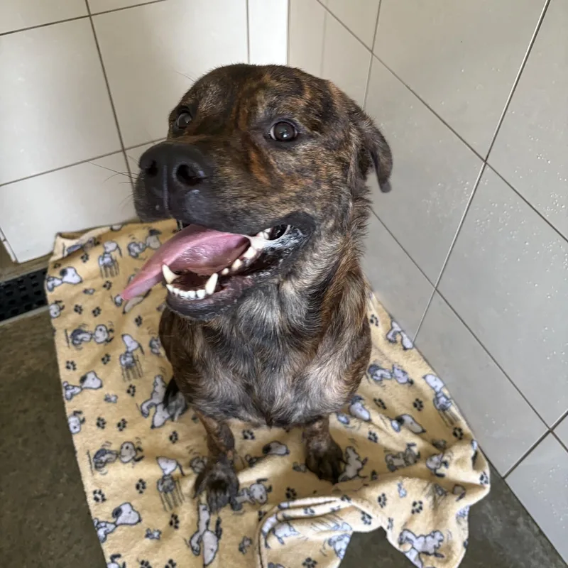 A young large-sized male Brindle Mastiff dog named Deacon for adoption in Seneca, PA
