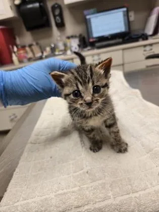A baby small-sized male Domestic Short Hair cat named Nugget for adoption in Westland, MI