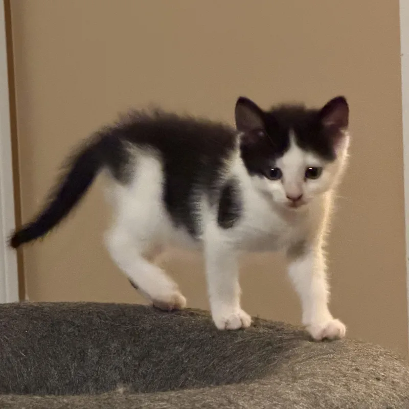 A baby medium-sized male Black & White / Tuxedo Domestic Short Hair cat named Brooklyn for adoption in Los Angeles, CA