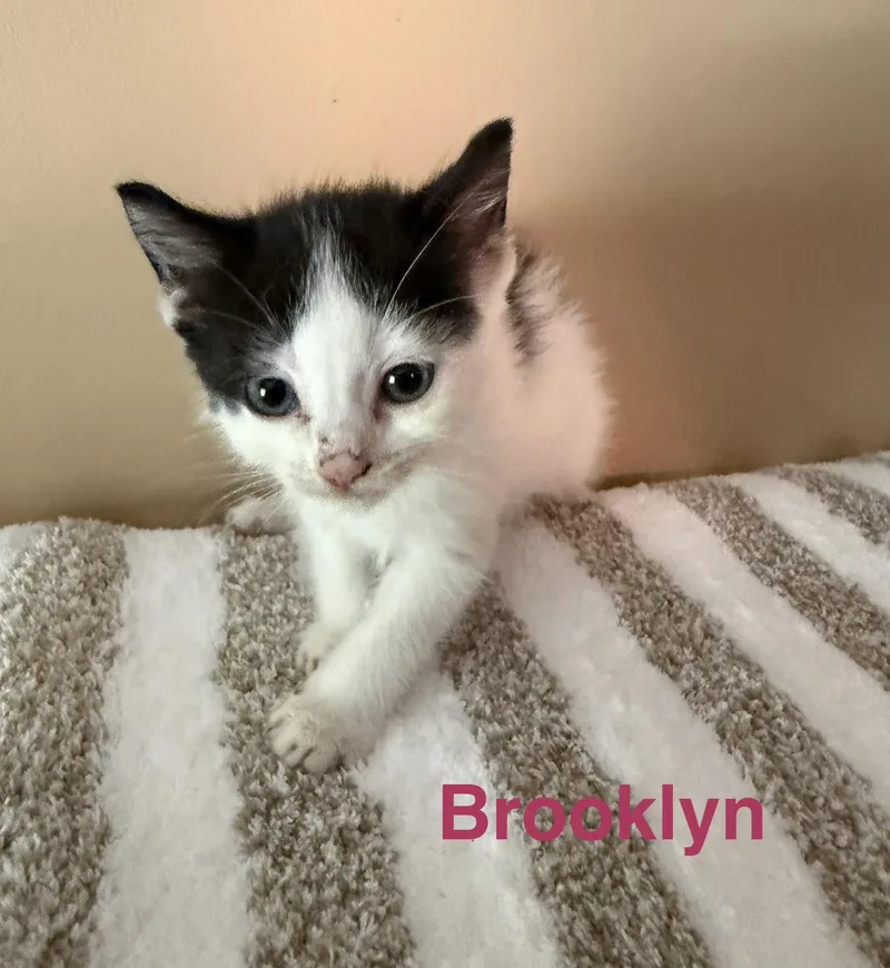 Brooklyn thumbnail 2