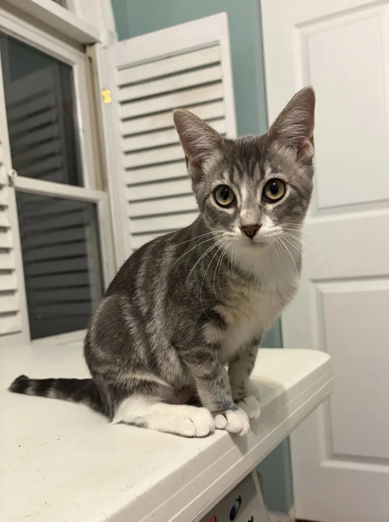 A young medium-sized female Domestic Short Hair cat named Birdie for adoption in Fenton, MO