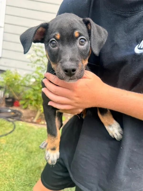 A baby medium-sized female Black Shepherd dog named Leia for adoption in Van Nuys, CA