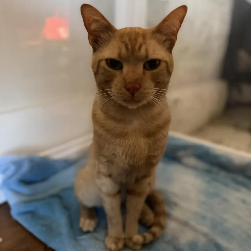 An adult small-sized male Orange / Red Domestic Short Hair cat named Erik for adoption in Brea, CA