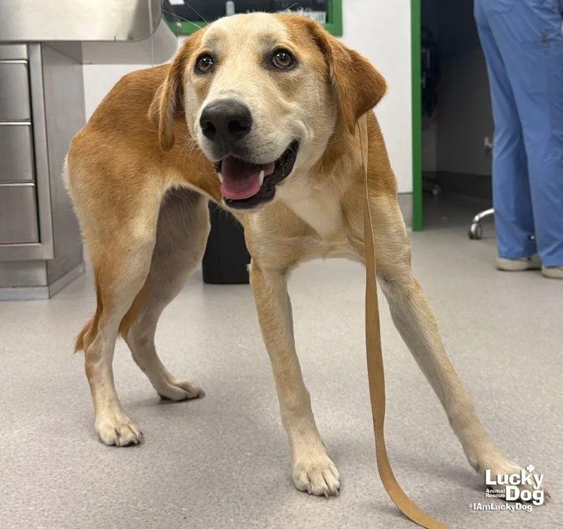 A young large-sized female Labrador Retriever dog named Alexis for adoption in Washington, DC
