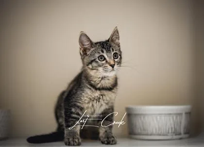 Cupcake thumbnail 3