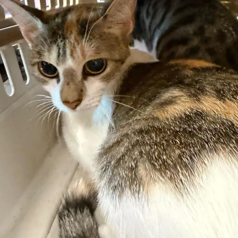 An adult medium-sized female Calico Domestic Short Hair cat named Pretty for adoption in Norman, OK