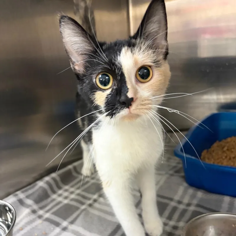 A baby small-sized female Black Domestic Short Hair cat named Florence for adoption in Ashtabula, OH