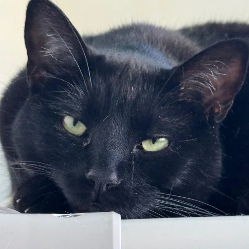 An adult large-sized female Black Domestic Short Hair cat named Hazelnut for adoption in Decatur, GA