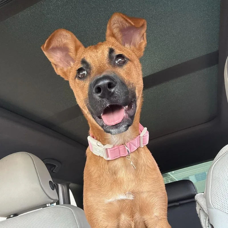 A baby medium-sized female Yellow / Tan / Blond / Fawn Black Mouth Cur dog named Halo for adoption in San Antonio, TX