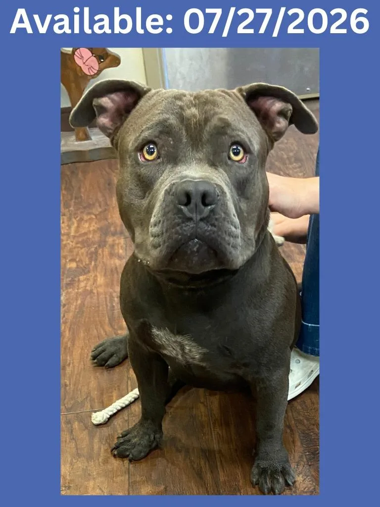 A young small-sized male Pit Bull Terrier dog named Dog Kennel for adoption in Greenville, TX