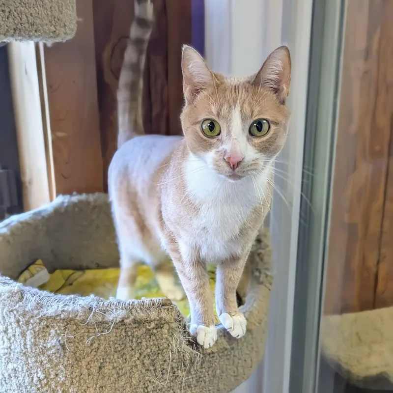 Butter Bean thumbnail 2