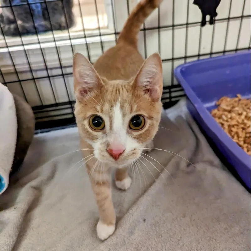 Butter Bean thumbnail 3