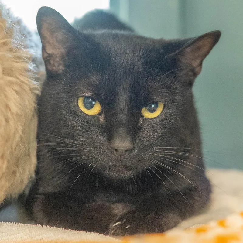 A young medium-sized male Black Domestic Short Hair cat named Moz for adoption in Decatur, GA