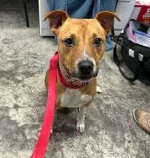 A young medium-sized female Golden Boxer dog named Georgie for adoption in Scottsburg, IN