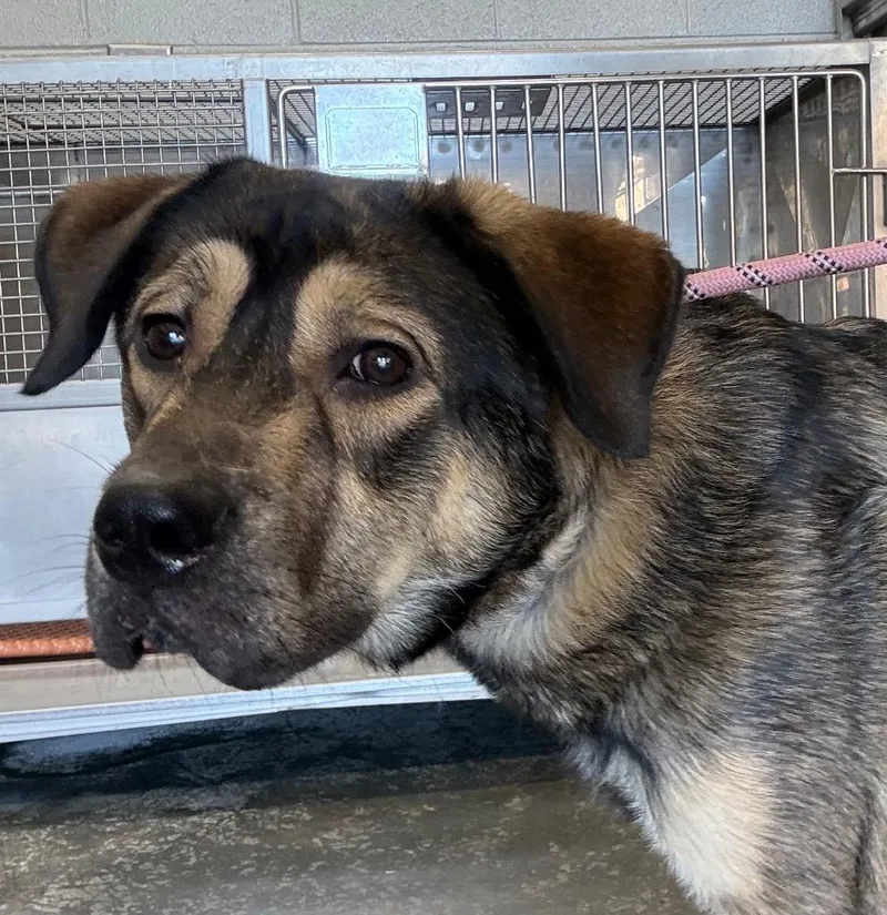 A young large-sized male German Shepherd Dog named C for adoption in Henderson, NC