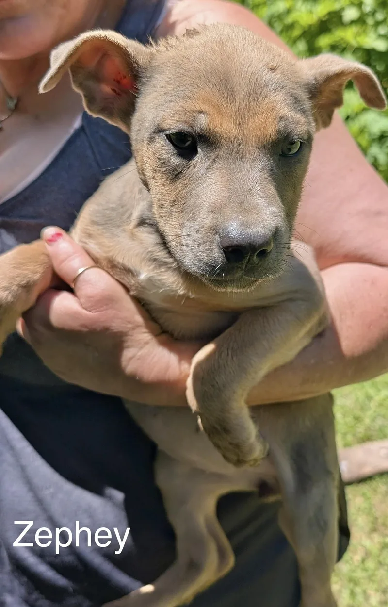 A baby medium-sized female Shepherd dog named Zephey for adoption in Manchester, CT