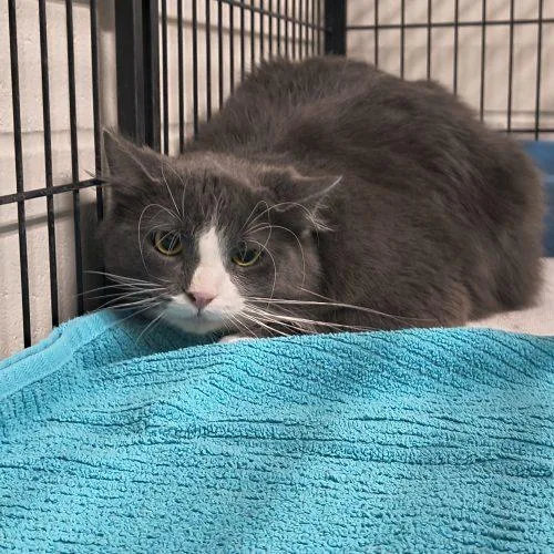 A young large-sized male Domestic Long Hair cat named Sobie Aka Mr Freeze for adoption in Burlington, IA