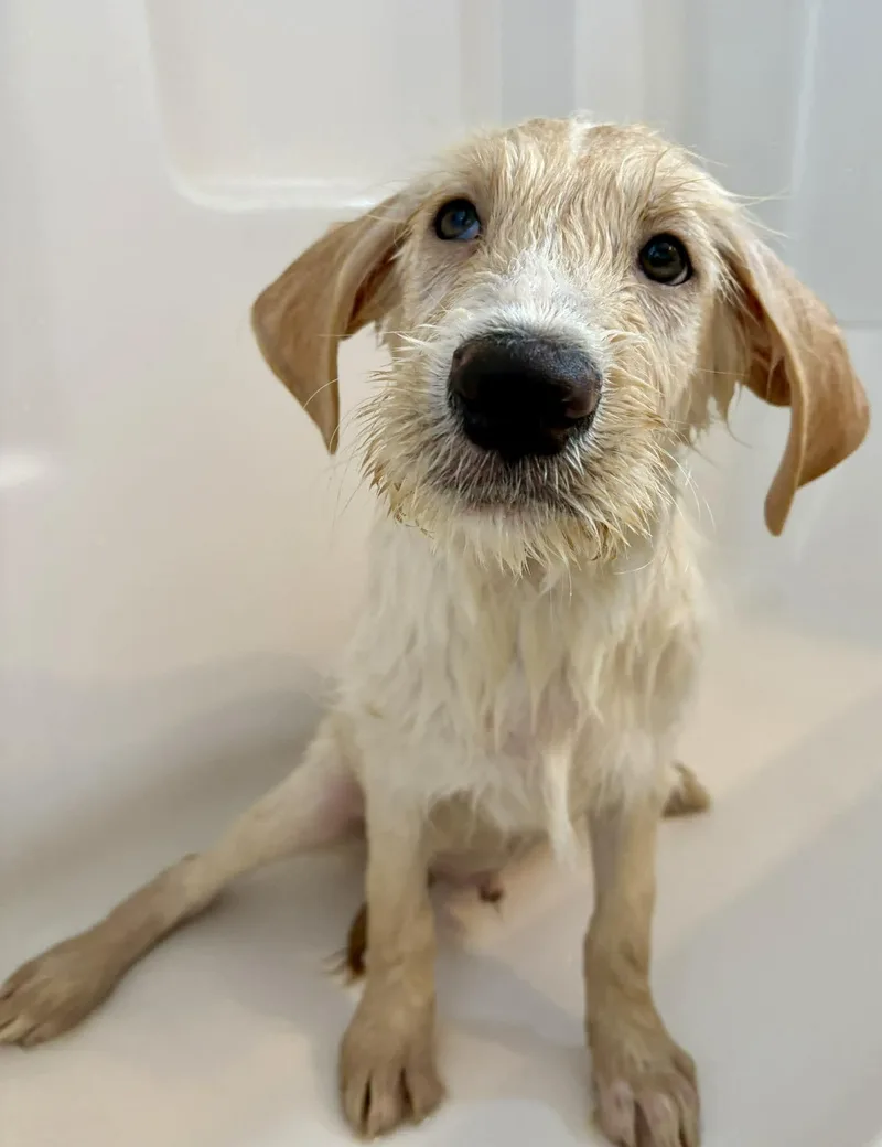 Limerick thumbnail 2