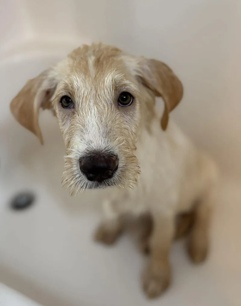 Limerick thumbnail 3