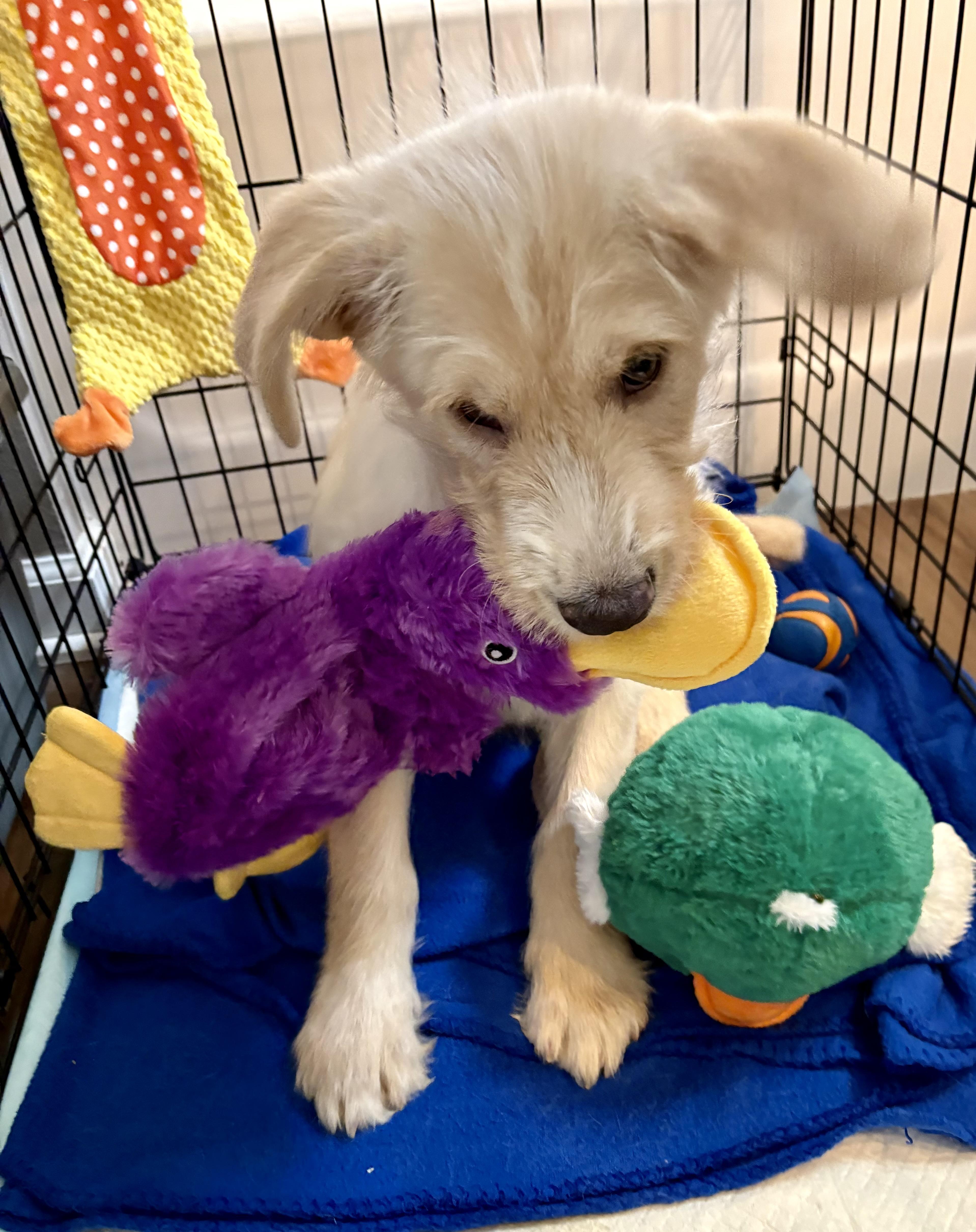 Limerick thumbnail 4