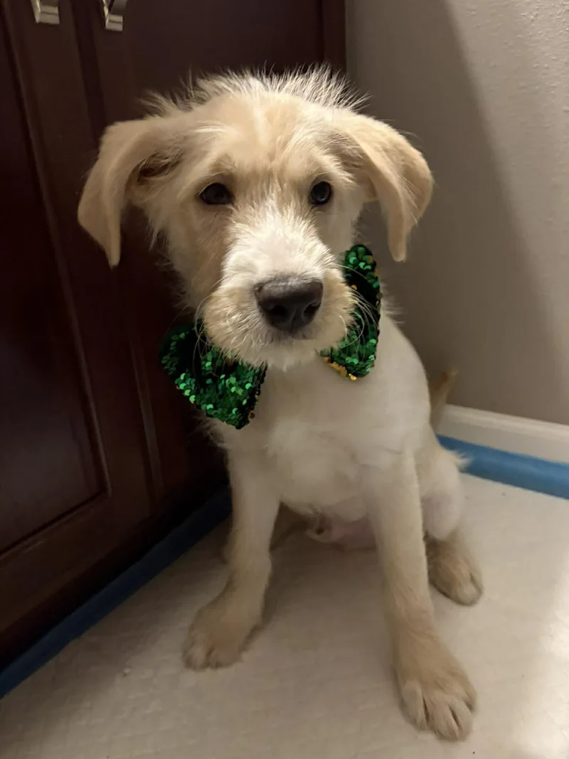 Limerick thumbnail 5