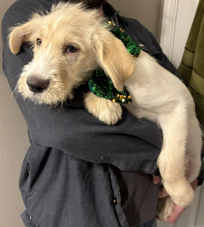 Limerick thumbnail 6