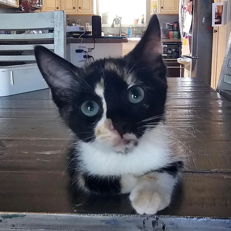A baby medium-sized female Calico cat named Lisa Simpson for adoption in Pendleton, OR