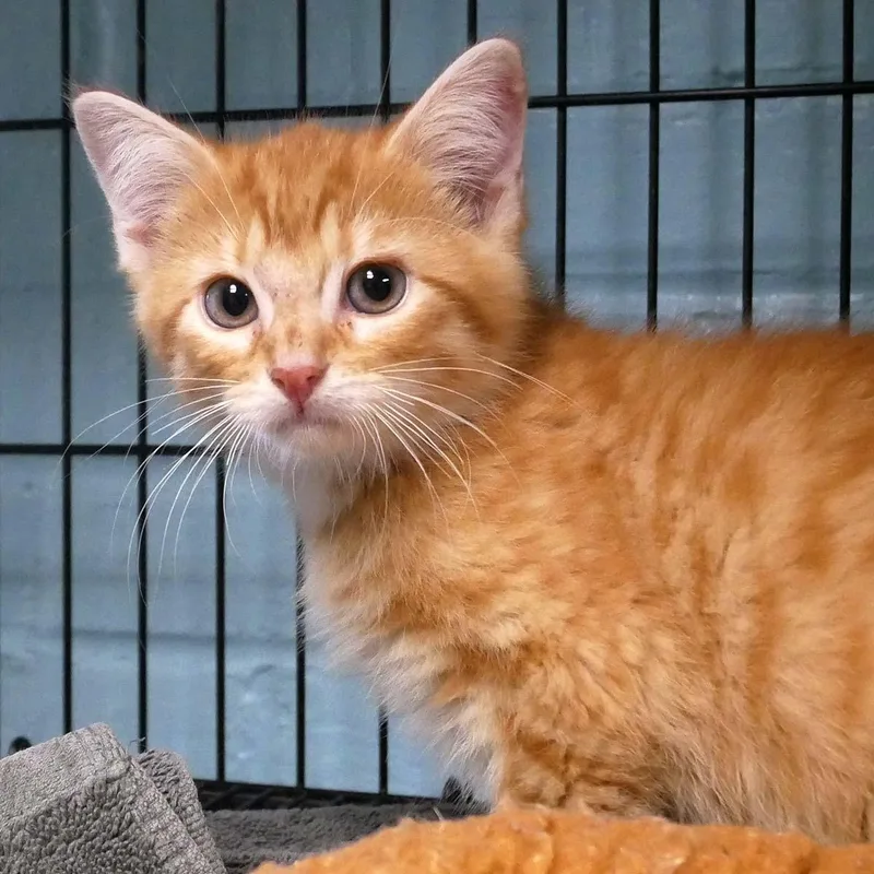 A baby small-sized male Orange / Red Domestic Medium Hair cat named Sponge Bob Square Pants for adoption in Bloomingdale, NJ
