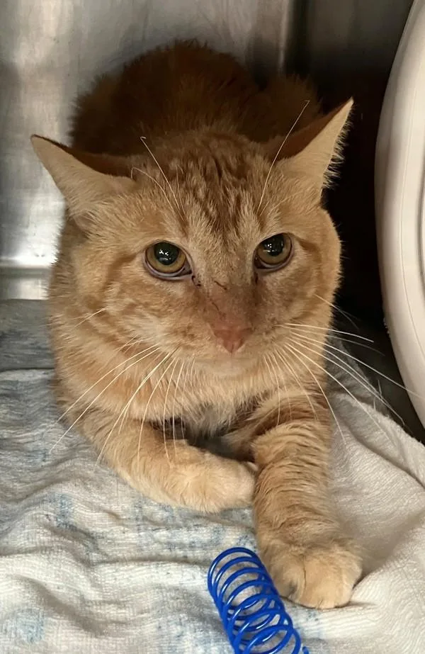 A young medium-sized male Domestic Short Hair cat named Pistachio for adoption in Staten Island, NY