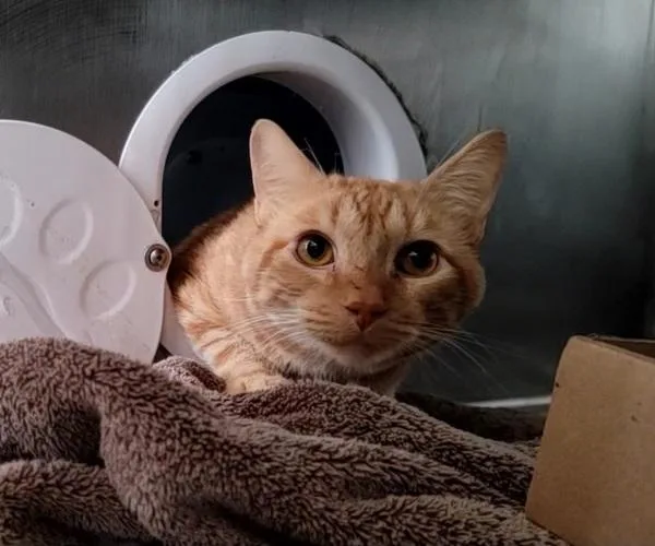 Pistachio thumbnail 2