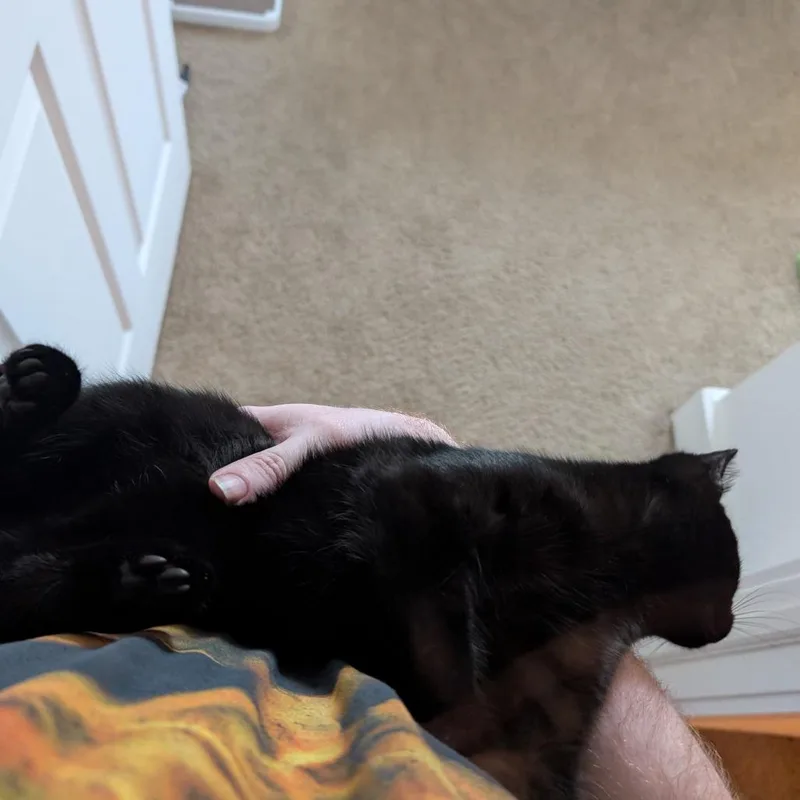 A baby small-sized male Black Domestic Short Hair cat named Bigfoot for adoption in Shelbyville, IN