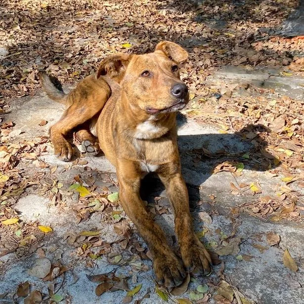 A young medium-sized male Brindle Mixed Breed dog named Joe for adoption in Bend, OR