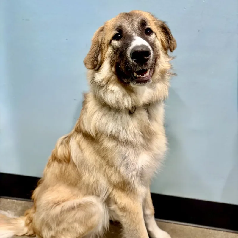 A young medium-sized male Brown / Chocolate Great Pyrenees dog named Whistler for adoption in Portland, OR