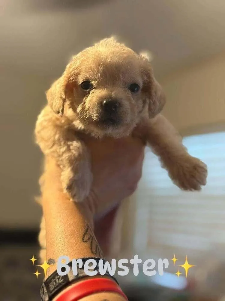 Brewster