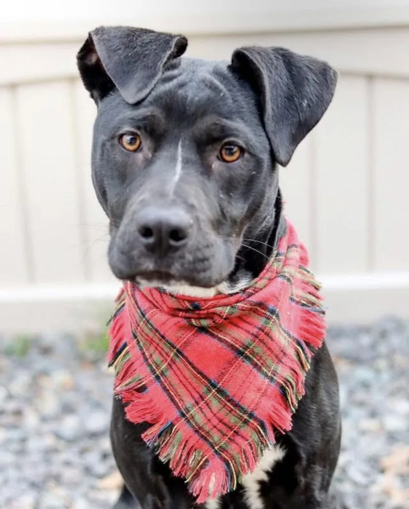 A young medium-sized male Hound dog named Jack Skeleton for adoption in Sanford, NC