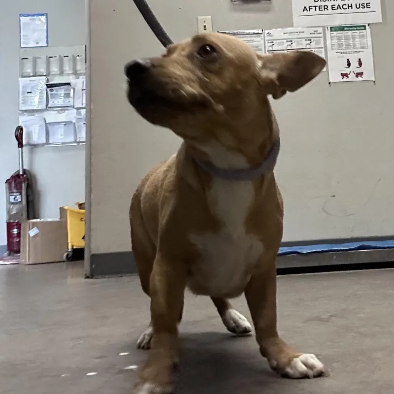 An adult small-sized female Yellow / Tan / Blond / Fawn Chihuahua dog named Corndog for adoption in Yuma, AZ