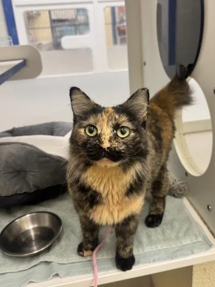 An adult medium-sized female Domestic Short Hair cat named Persimmon for adoption in Vero Beach, FL
