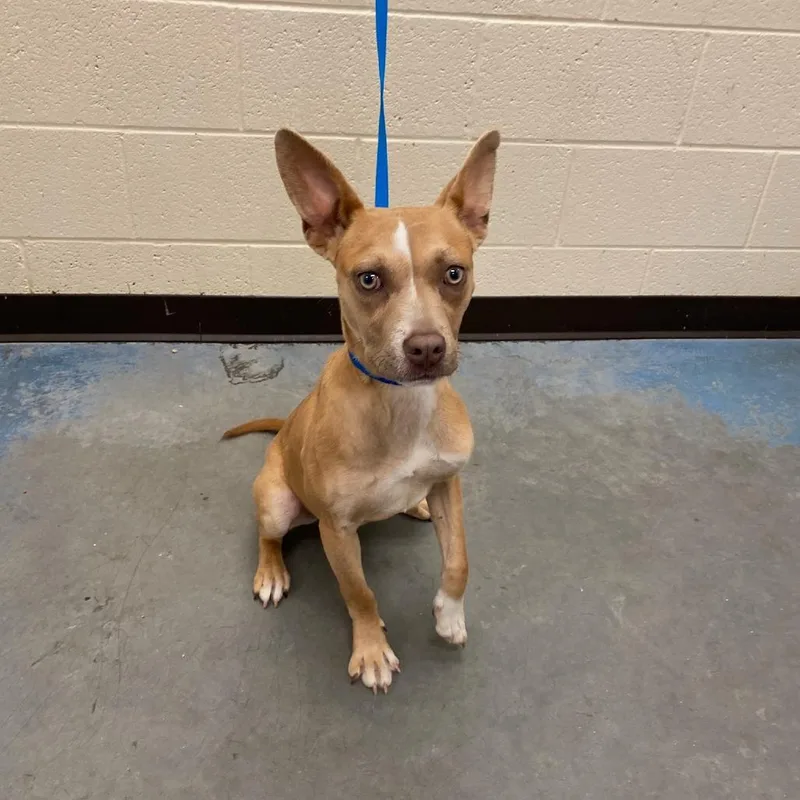 A young medium-sized female Yellow / Tan / Blond / Fawn Mixed Breed dog named Ziva for adoption in Memphis, TN